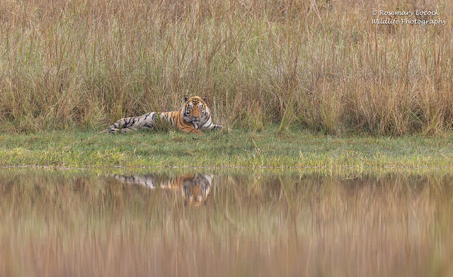 Bengal Tiger (Male) - Pantherea tigres tigres