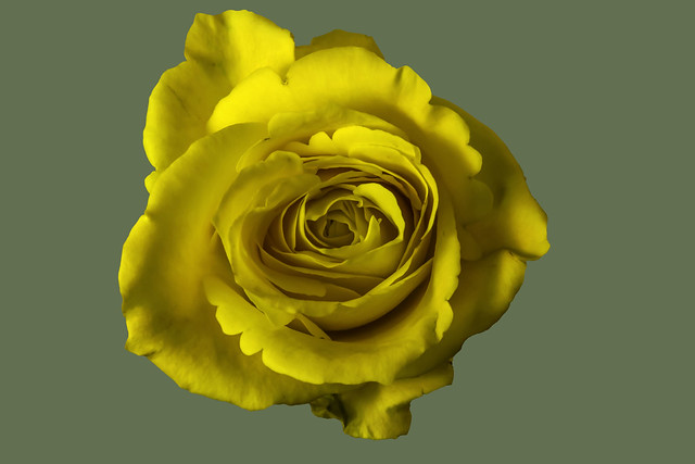A yellow Rose . Close up frontal view