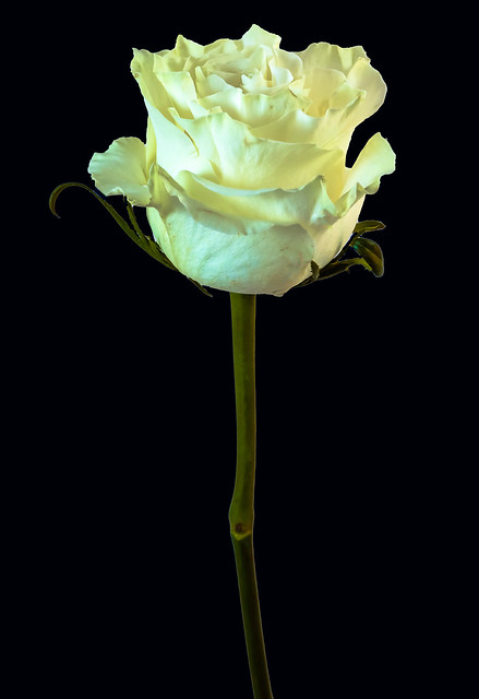 A singe white rose . Vertical composition