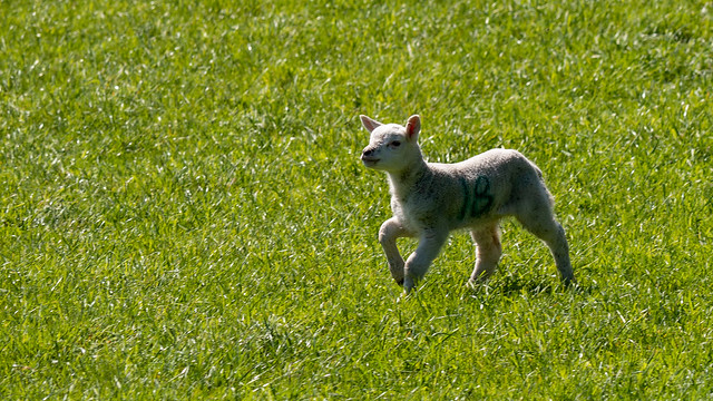 Run, Little Lamb