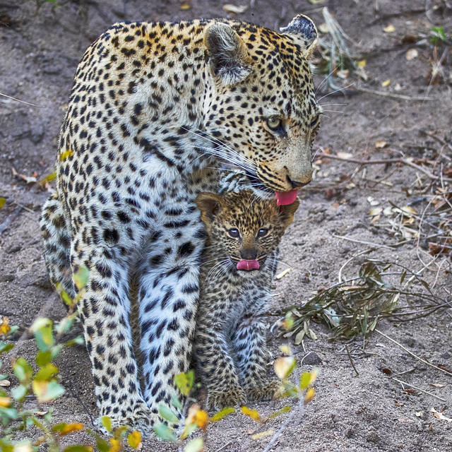 Sticking out their tongues - Leopardess Makhomsava and one of her little cubs.  Elephant Plains Game Lodge, Sabi Sands Game Reserve, Kruger National Park, South Africa.