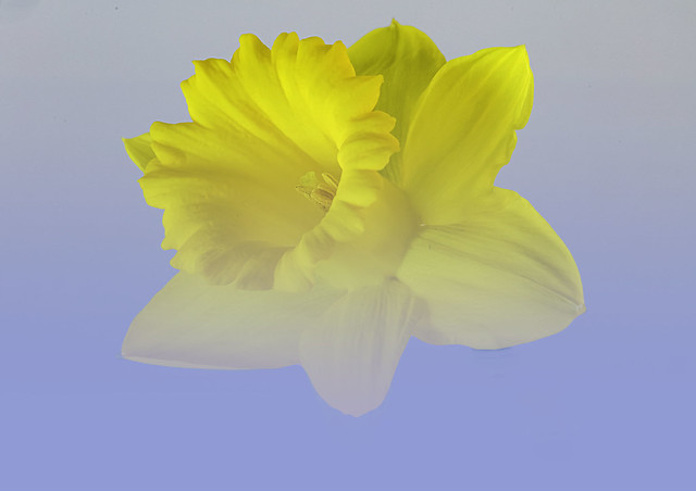 A single Daffodil in blue sky