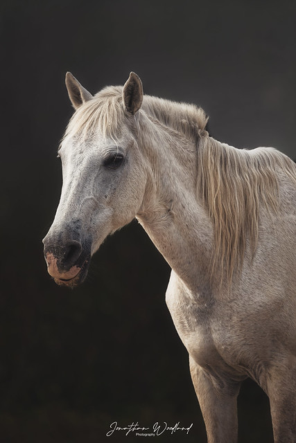 Ranch Pony , Pantanal ,Brazil - any likes and follows greatly appreciated