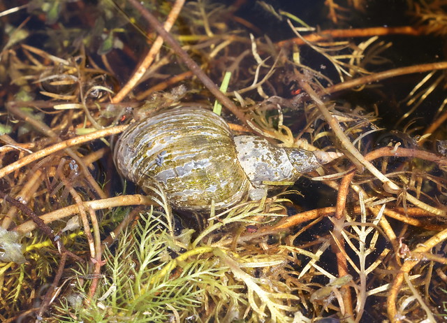Stor mosesnegl (Large Pond Snail / Lymnaea stagnalis)