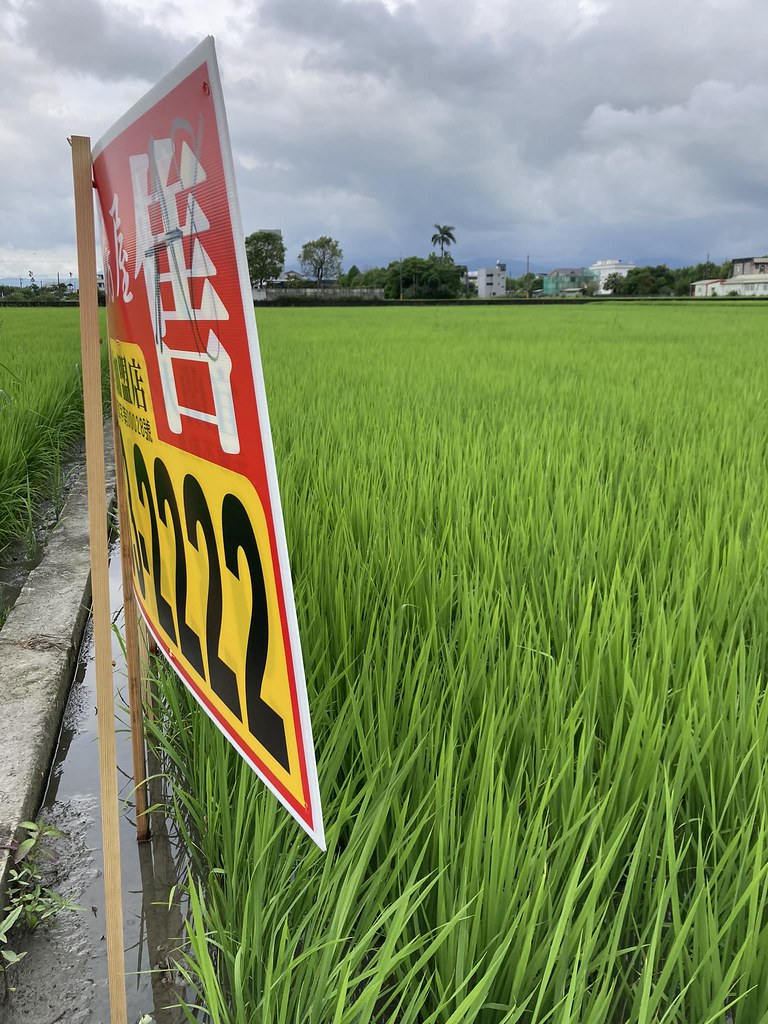 小農宋若甄表示，七年來不施農藥、化肥，這塊良田地平、排水好、地利佳，很捨不得易主後挪為他用。圖片來源：宋若甄提供