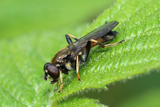 Hoverfly - Xylota segnis (female)