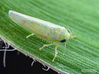 Leafhopper (Balclutha sp.) - P4307475