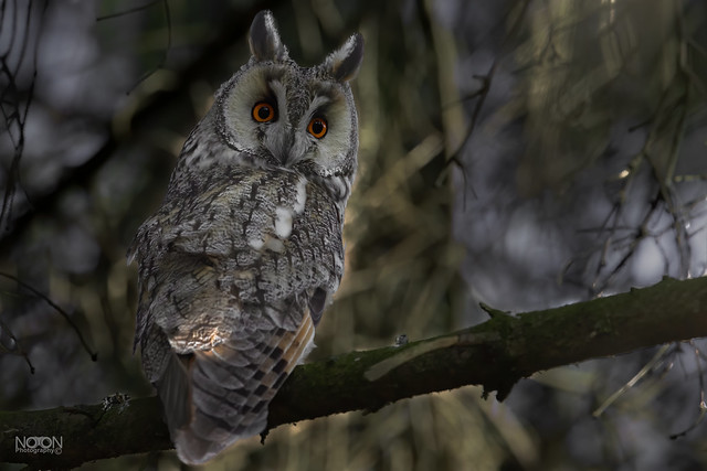 Long-eared Owl, Asio otus, 'My last Post for awhile'.