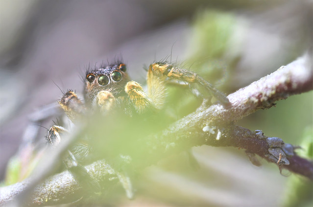 V-fronted Jumping Spider (Aelurillus v-insignitus)