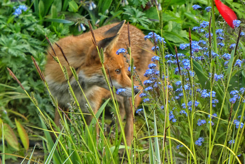 Foxs - vixen in the flower bed