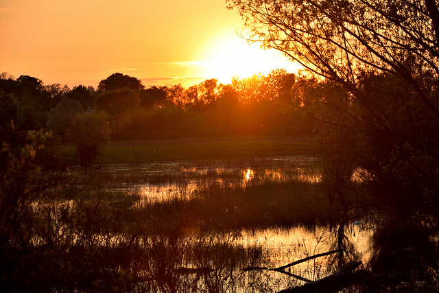 Sunset on the swamp by the river Sava