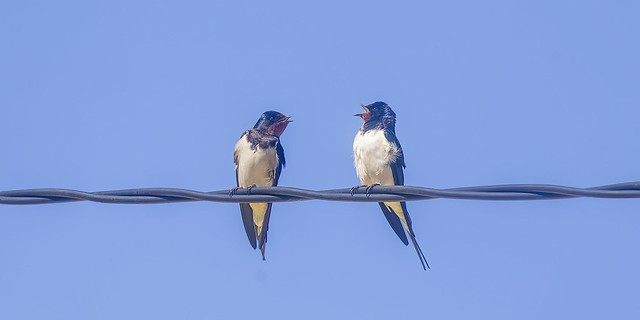 Catching up with a friend - Barn Swallow