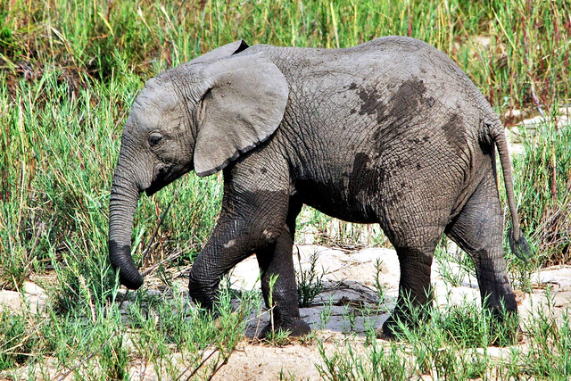 Young Elephant Eating Some Grass By The River (Loxodonta africana)
