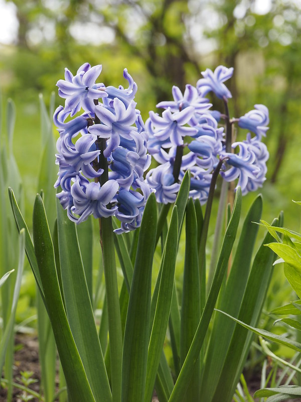 Hyacinthus orientalis 'Sky Jacket'