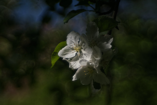 The Appletree blooms