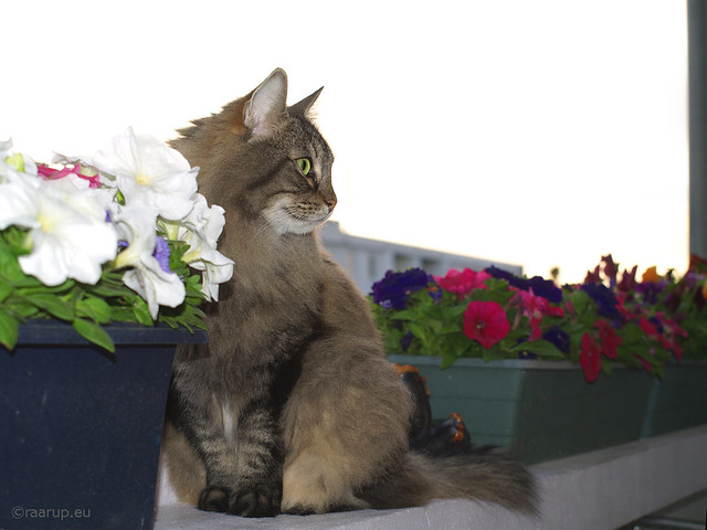 Milly on the balcony (2007) Explored #488, 05.05.23 - Happy Caturday
