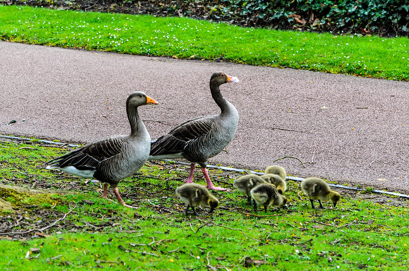 And now, two greylag families, West Park