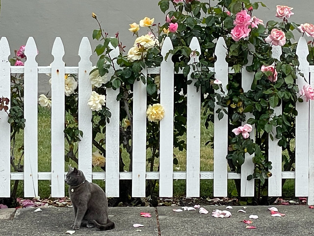 Le Chat et Les Roses