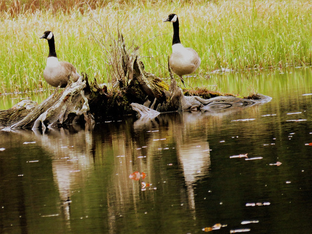 Canada Geese  IMG_3109
