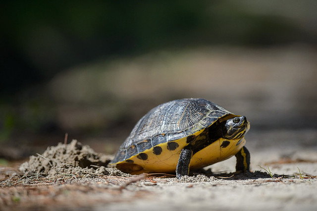 Yellow bellied slider turtle