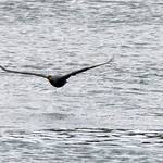 2023-05-04 Cape Cod Canal (135) May 4, 2023 - Double-crested cormorant flying along the Cape Cod Canal.