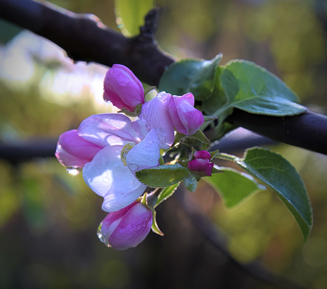Liberty Apple Blossoms1