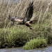 Flickr photo 'Baby Baldy Taking Flight at BHNWR' by: Phil's 1stPix.
