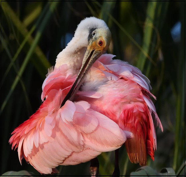 Oh those Pink Spoonbills!