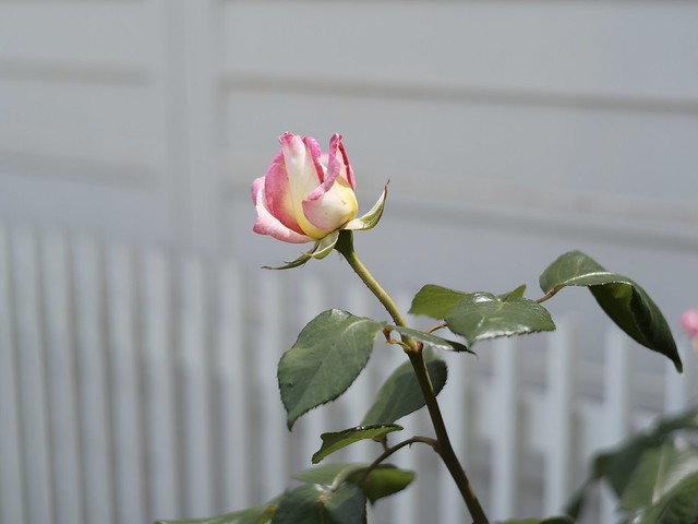 Rose(my garden)