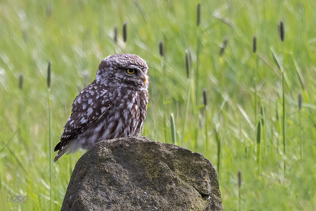 Little Owl, Athene noctua, 'Lazing on a Sunny Afternoon' in West Yorkshire.