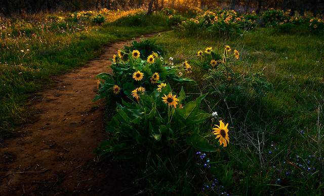 Balsamroot lights the trail to Chatfield Hill