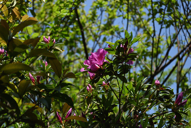 Spring Time #13 D80 + キットレンズ！