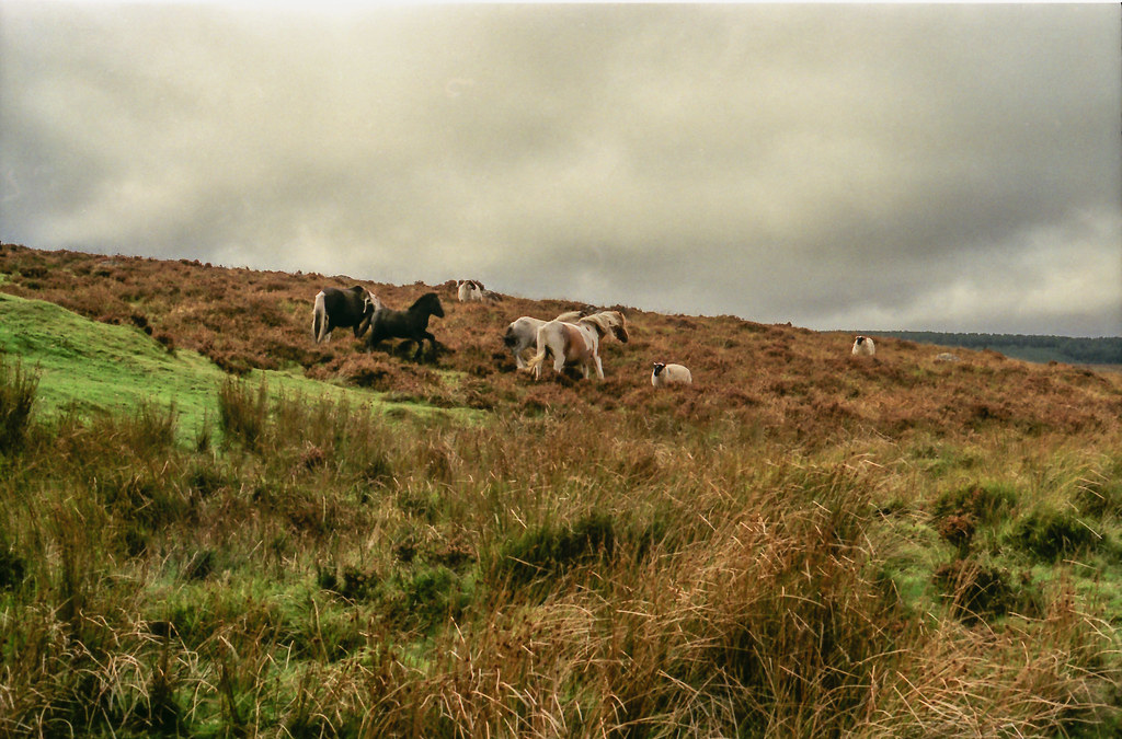 Dartmoor Activity