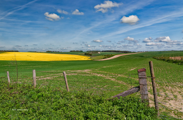 More rapeseed in flower on the Berkshire Downs