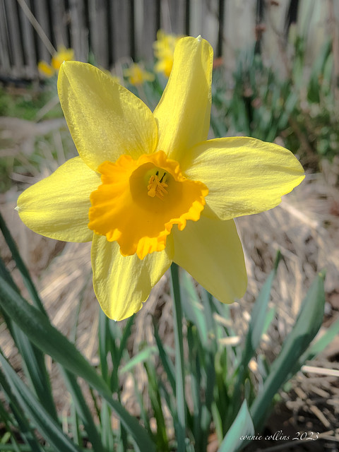 May 5 - daffodil