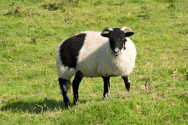 Sheep, North York Moors