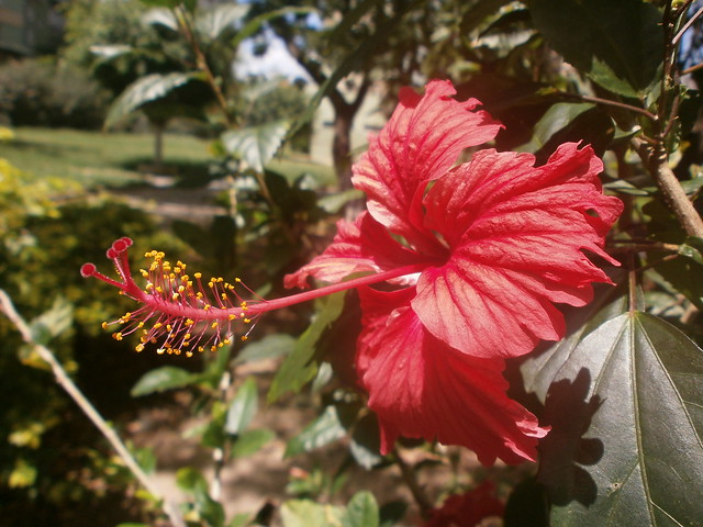 Hibiscus (Cayena)