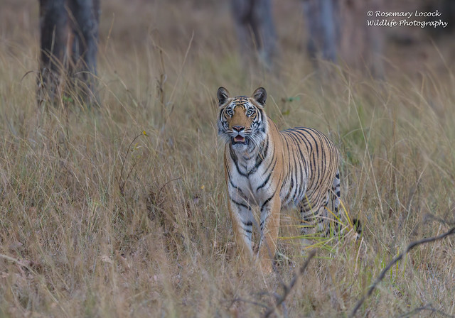 Female Bengal Tiger -  Panthera tigres tigres