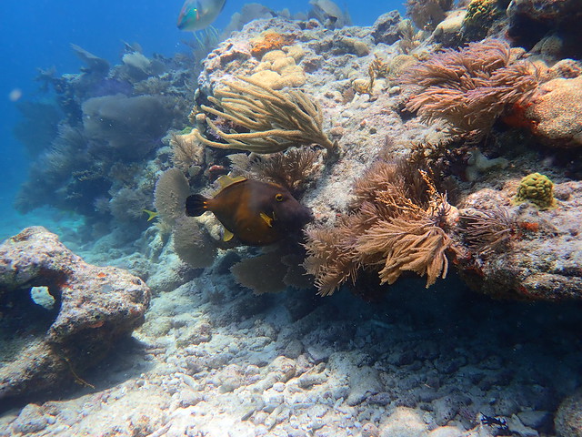 2023 JUNE 3 AM/PM Reef Diving 