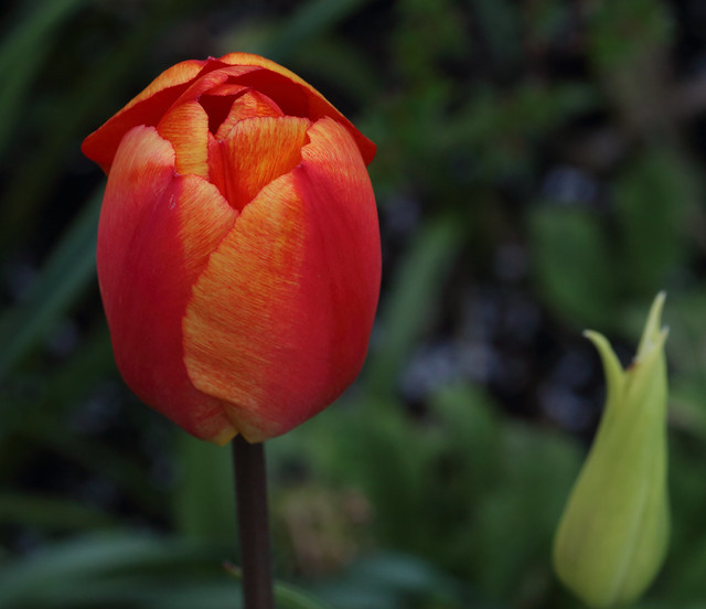 Tulip Darwin Hybrid, Golden Apeldoorn.