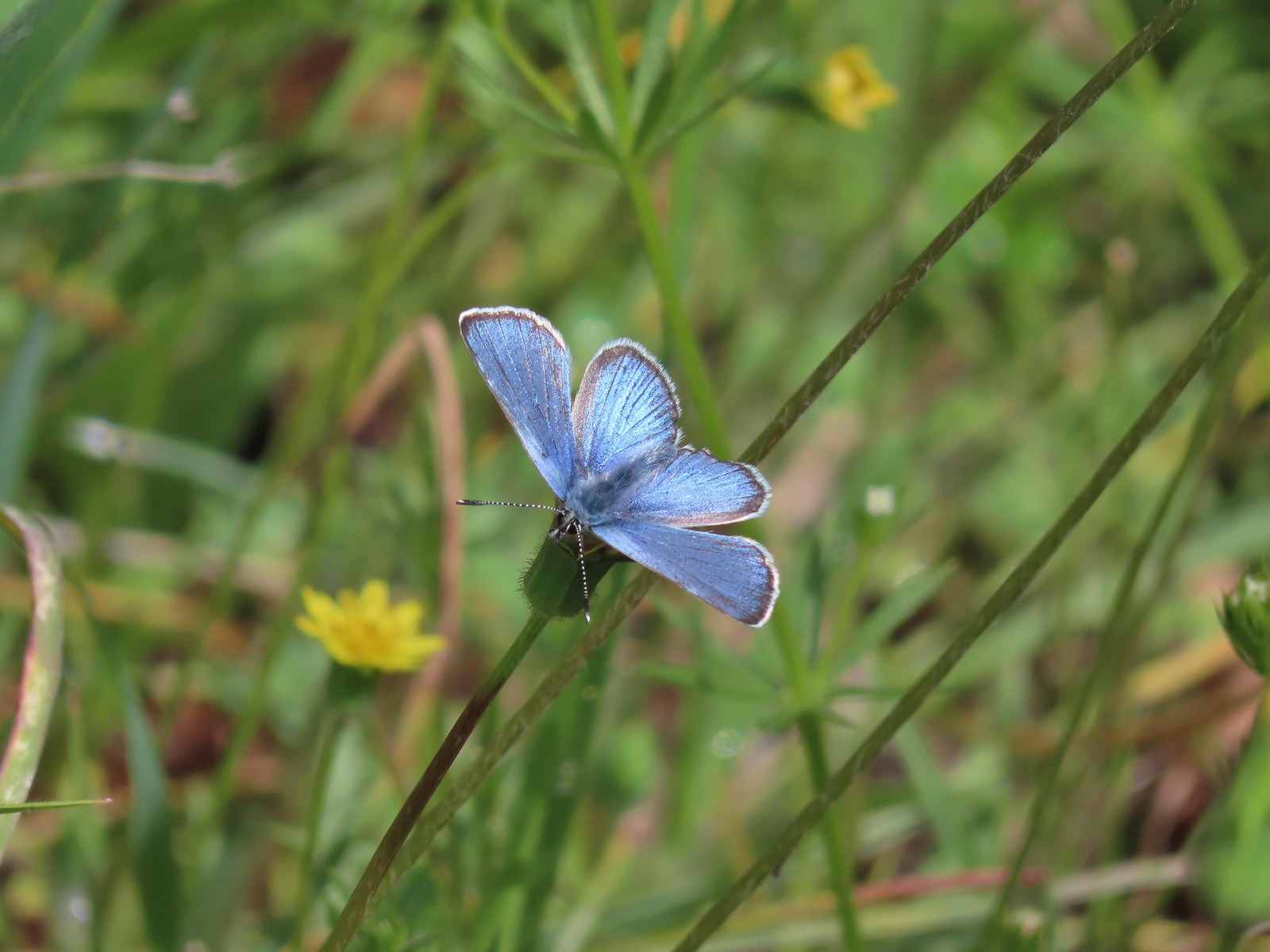 Butterfly