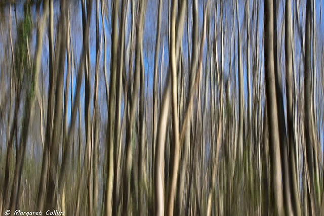 Trees Abstract