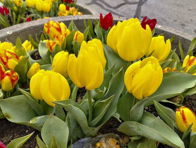 Yellow Tulips in Planter