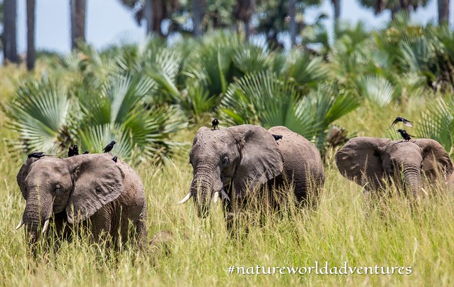 A group of Elephants in the Wilderness #natureworldadventures