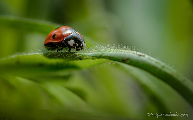 Coccinelle à 7 points - Seven-spotted Ladybug