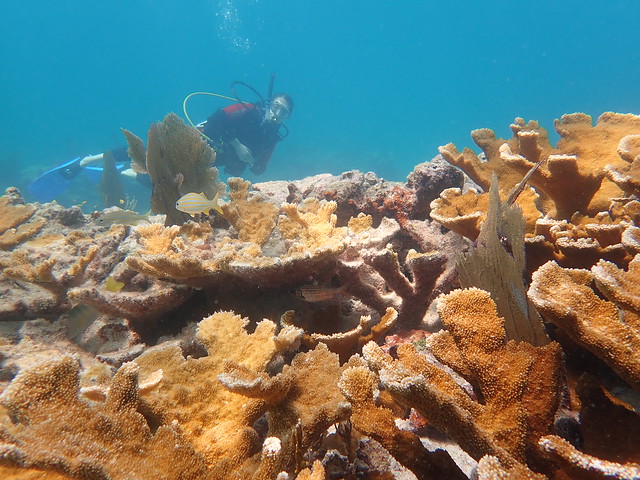 2023 JULY 7 PM Key Largo Reef Diving 