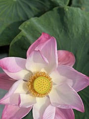 All the #lotus love #bangkok