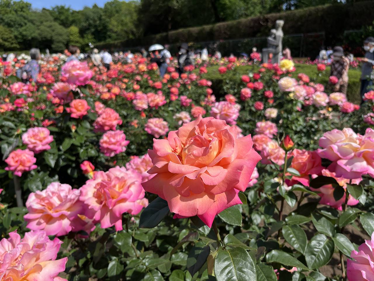 神代植物公園 満開のバラ園 見頃を迎えた多種多様な薔薇