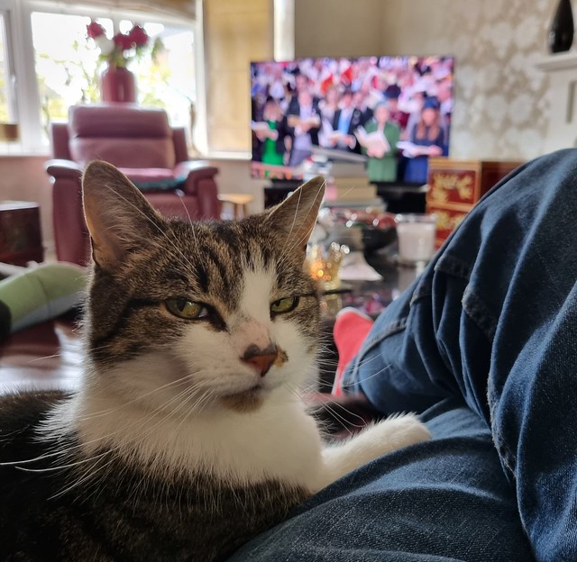 Devoted cat takes a break from watching coronation (1k)