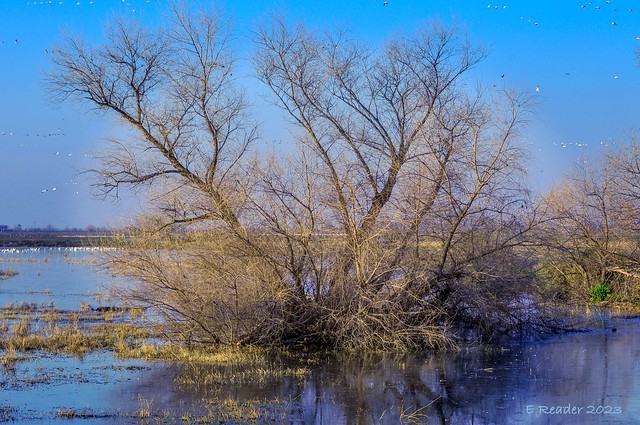Trees on the Wetlands